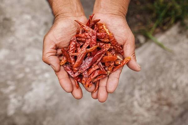 Chilli sušené na slunci