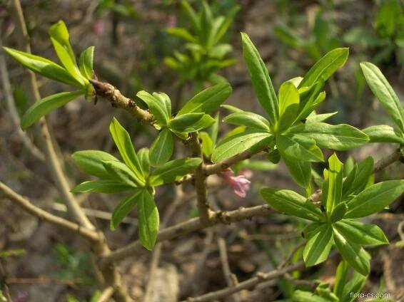 Lýkovec jedovatý (Daphne mezereum)