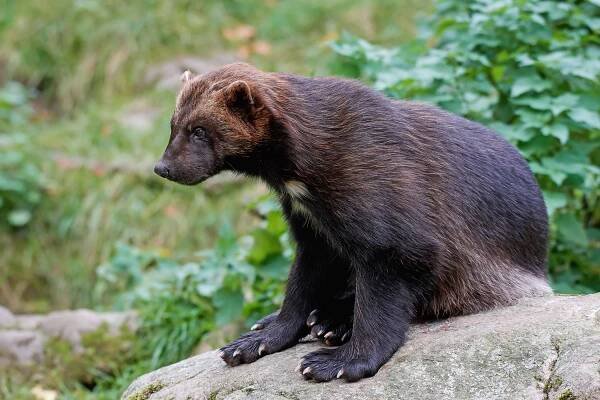 Nesnesitelní smraďoši: Pětice živočichů využívajících zápach jako obranu | 100+1 zahraniční zajímavost
