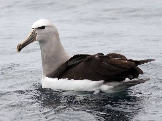  - Salvin's Albatross