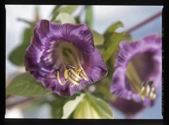 Vilec/Cobaea scandens