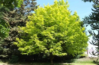 Acer platanoides 'Prigo'