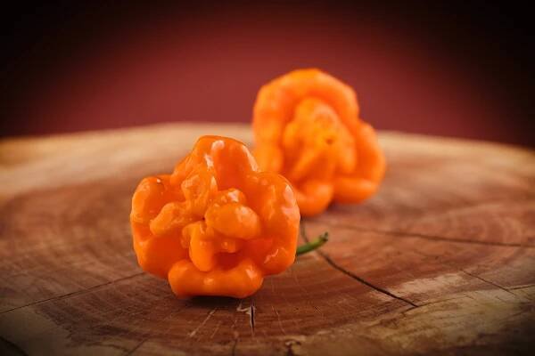 Scotch Bonnet Allen Boatman TF