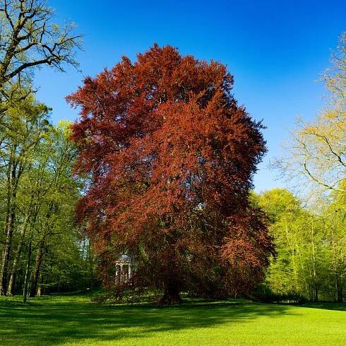 javor pensylvánský - Arboretum Řícmanice
