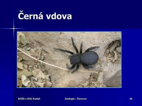 PPT - KMEN: ČLENOVCI PowerPoint Presentation, free download - ID:4942391