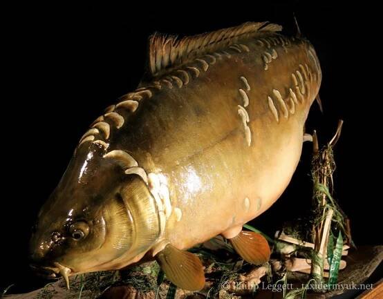 Record Mirror Carp - Taxidermy UK
