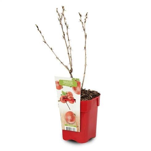 Angrešt červený Ribes uva-crispa