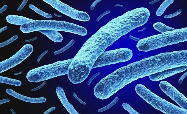 malomocenství a bakterie mycobacterium leprae - lepra - stock snímky, obrázky a fotky