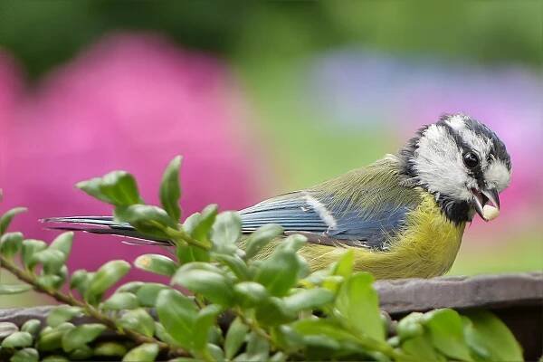 tit-1575200_1280
