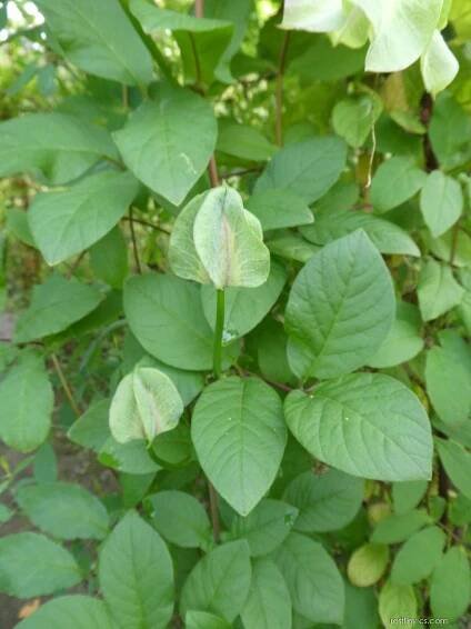 Vilec šplhavý - listy a květy (Cobaea scandens)