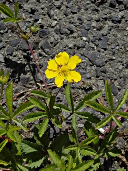 Mochna plazivá (Potentilla reptans)