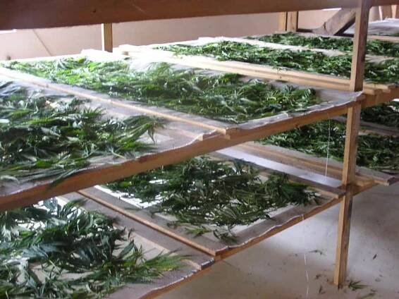 Galerie – HEMP PRODUCTION CZ, s.r.o.