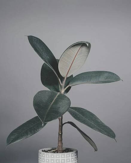 bezplatná Základová fotografie zdarma na téma botanické umění, domácí zahrádka, elegantní zeleň Základová fotografie