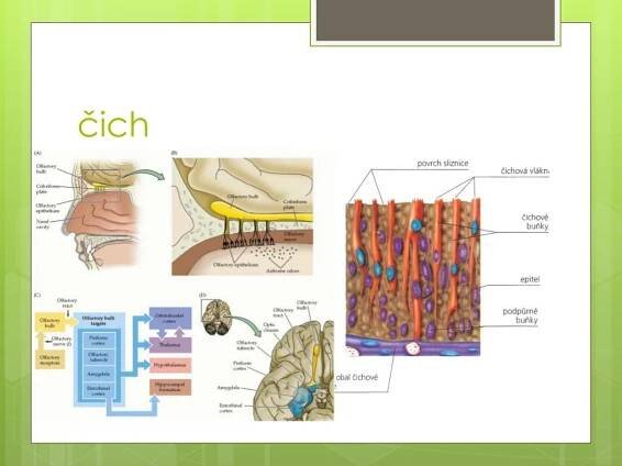 PPT - Nervová soustava PowerPoint Presentation, free download - ID:3897745