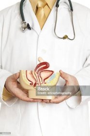 Gynekolog - Bez autorských poplatků Děložní sliznice - Děložní stěna Stock fotka