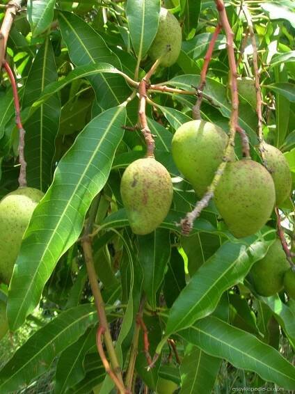 Mangovník indický (Mangifera indica)