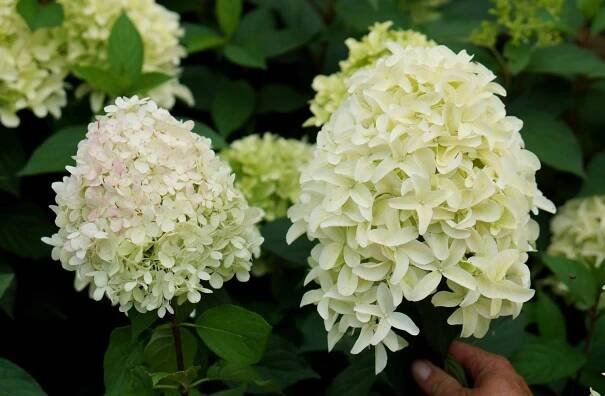 Hortenzie latnatá ´SKYFALL®´ 40-50 cm, kont. 4 l | Lumigreen.cz