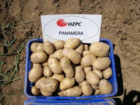 Agroline S.A. | Varieties | Panamera