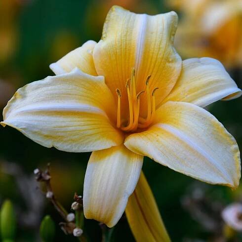 Hemerocallis 'Summer Splendor' (Daylily)