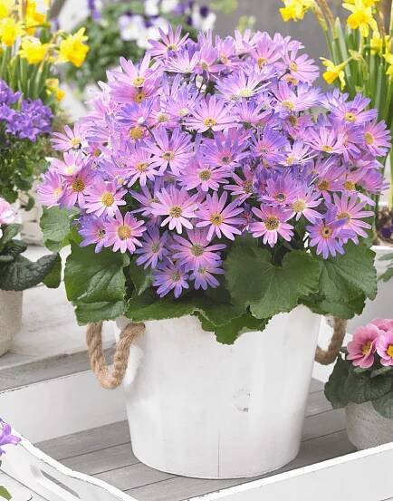 Senetti-Magic-Salmon-02.png