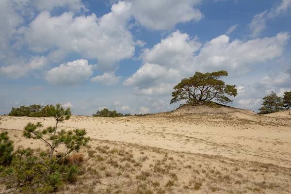 De Veluwe – Jurriaan Schalken / Art & Video Director