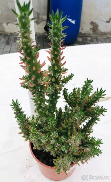 Sukulentní kaktus v.1.  27cm