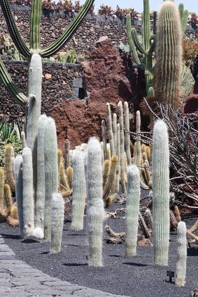 Cephalocereus senilis