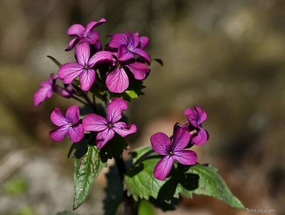Měsíčnice roční (Lunaria annua)