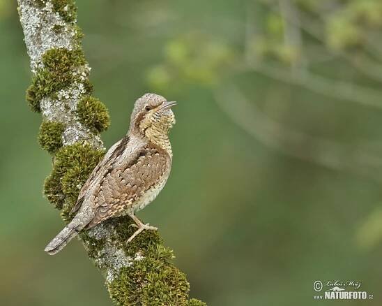 Krutihlav obecný | Naturfoto.cz