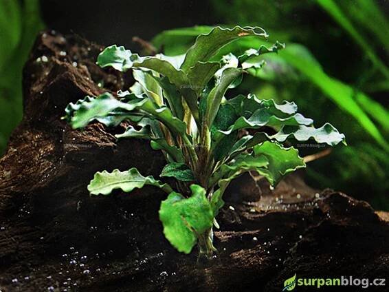 Bucephalandra sp. Green Wavy - Bucefalandra Green Wavy - akvarijní rostliny Surpan.cz 