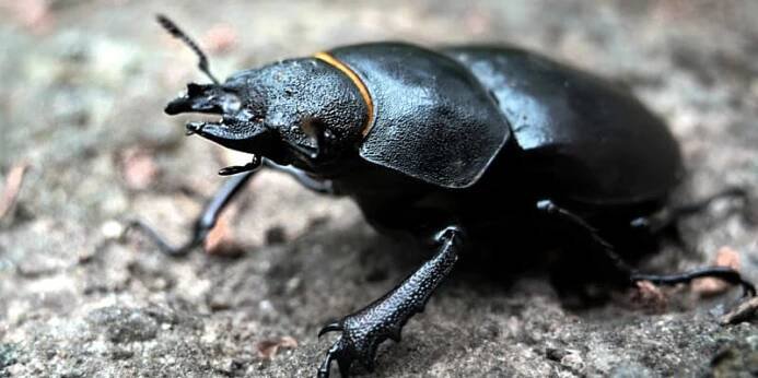 Roháč obecný (Lucanus cervus) - samička