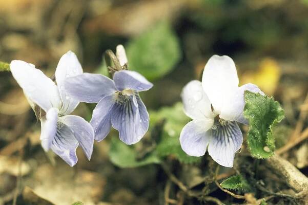 Himalayan flora 3 | Kaj Halberg