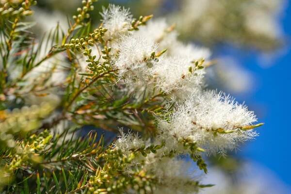 Tea tree (Melaleuca alternifolia) flowers