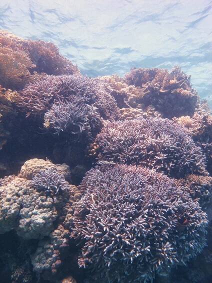 About Sataya Reef - Al Thuraya Red Sea