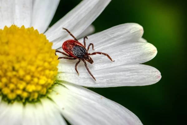 kliste tick unsplash
