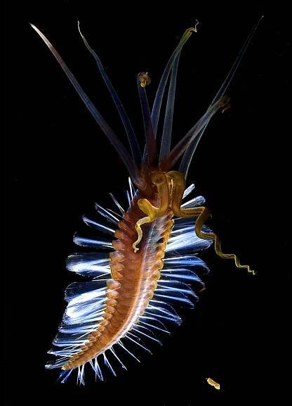 Deep Hope - Explore the Deep Ocean
