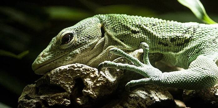 varan smaragdový – Zoo Liberec
