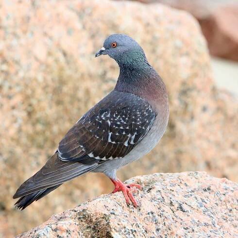 Rock Pigeon - Bird Watching Academy