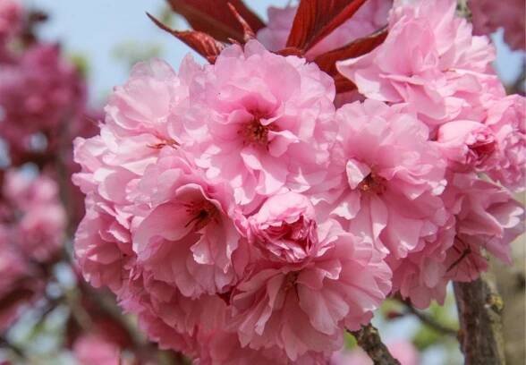 Když kvete sakura