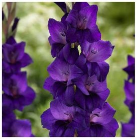 Gladiola Purple Flora - Gladiolus - gladioly - hľuzy gladioly - 3 ks