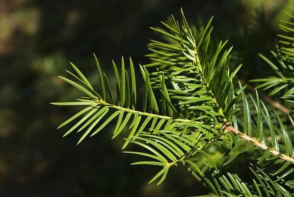 Torreya californica - toreja kalifornská - jehlice 