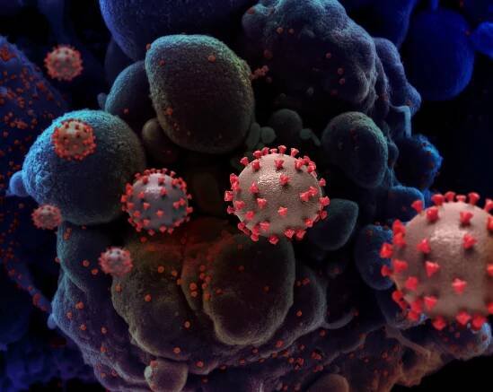 Researchers Identify Human Protein That May Explain Why SARS-CoV-2 Is Highly Infectious