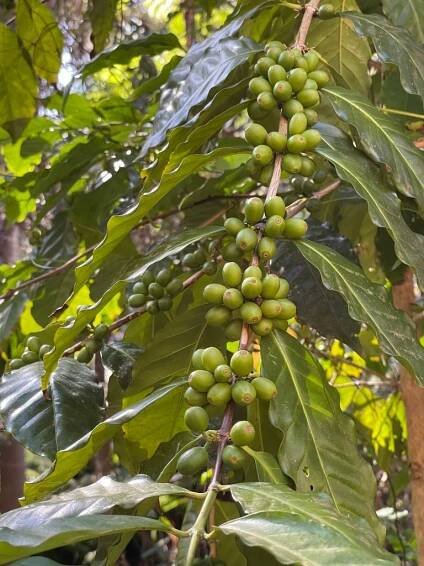 3 ks Semena kávy Coffea arabica Káva arabská Exotické rostliny Kávovník Počet kusů semen 3 ks.