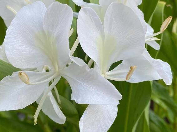 nature photography | pbmGarden