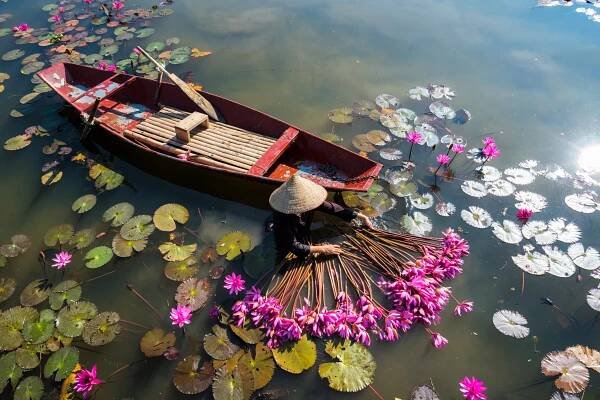 Yen river with rowing boat harvesting waterlily in Ninh Binh, Vietnam