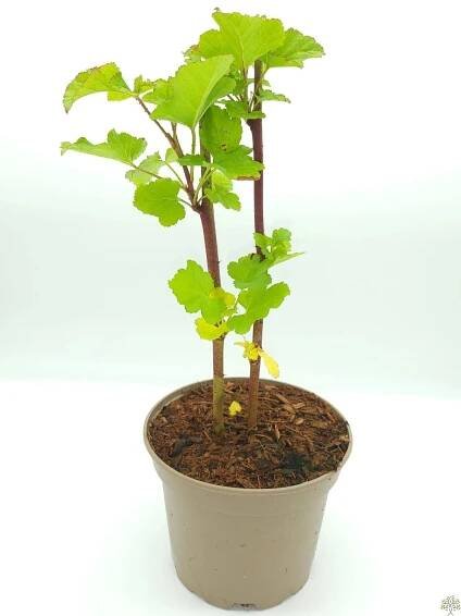 Maliník Raspberry Tower PBR (kontejner p21) za 999.00CZK - Allegro