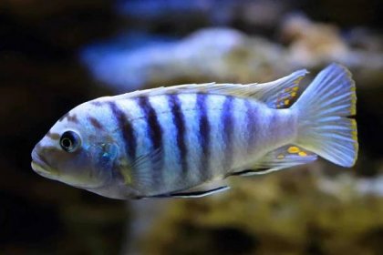 Saulosi Cichlid (Pseudotropheus saulosi): Care & Tank Mates - Fish Laboratory