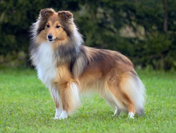 SPARKS OF THE TEMPEST - Shetland Sheepdogs