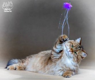 ISKRA Siberian Sapphire / UA :: Siberian cat cattery - Rubinka