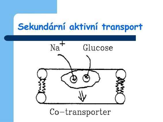 PPT - Patofyziologie vody a elektrolytů PowerPoint Presentation, free download - ID:6238446